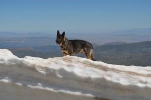 dsc_1003.jpg